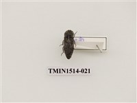 藏品(叩頭蟲科)的圖片